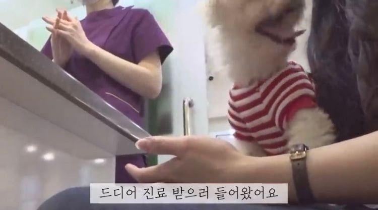 포인핸드 유기견 입양❤ 입양 전후 변화 좀 보세요.jpg | 인스티즈