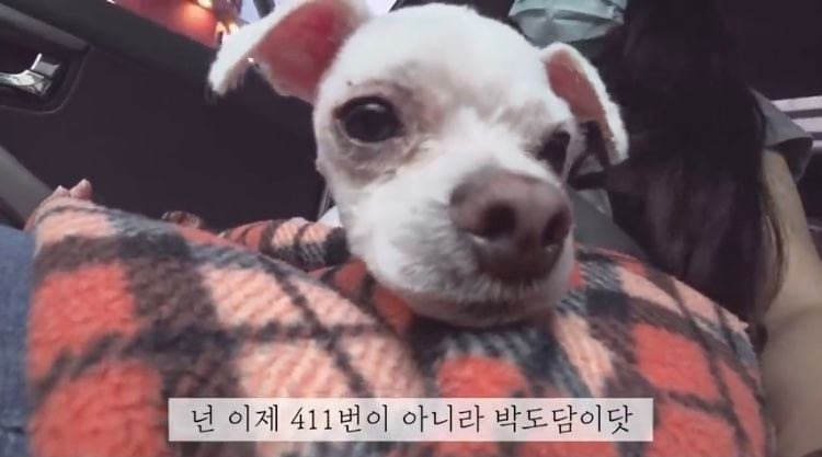 포인핸드 유기견 입양❤ 입양 전후 변화 좀 보세요.jpg | 인스티즈