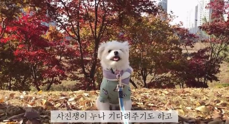 포인핸드 유기견 입양❤ 입양 전후 변화 좀 보세요.jpg | 인스티즈