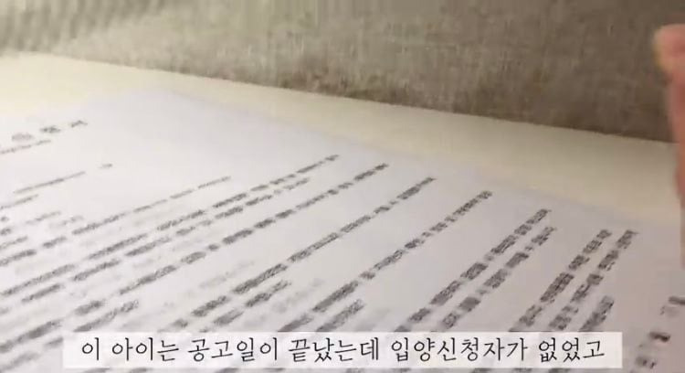 포인핸드 유기견 입양❤ 입양 전후 변화 좀 보세요.jpg | 인스티즈