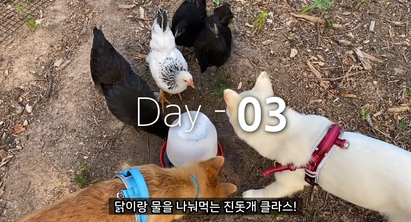 같이 살아본 사람들은 실내견으로 완벽하다고 평가하는 견종 진돗개 | 인스티즈