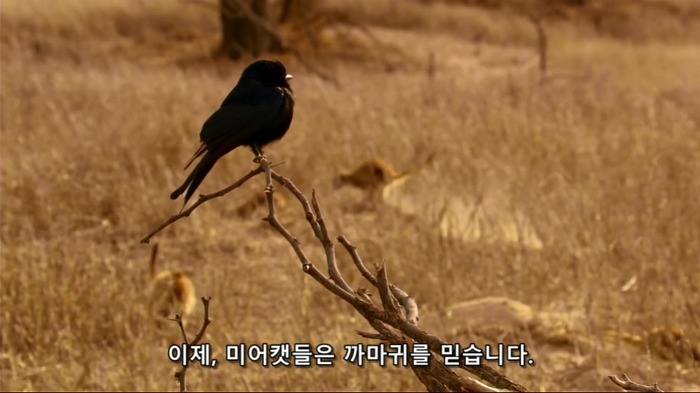 까마귀의 지능에 대한 고찰.jpg | 인스티즈