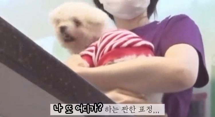 포인핸드 유기견 입양❤ 입양 전후 변화 좀 보세요.jpg | 인스티즈