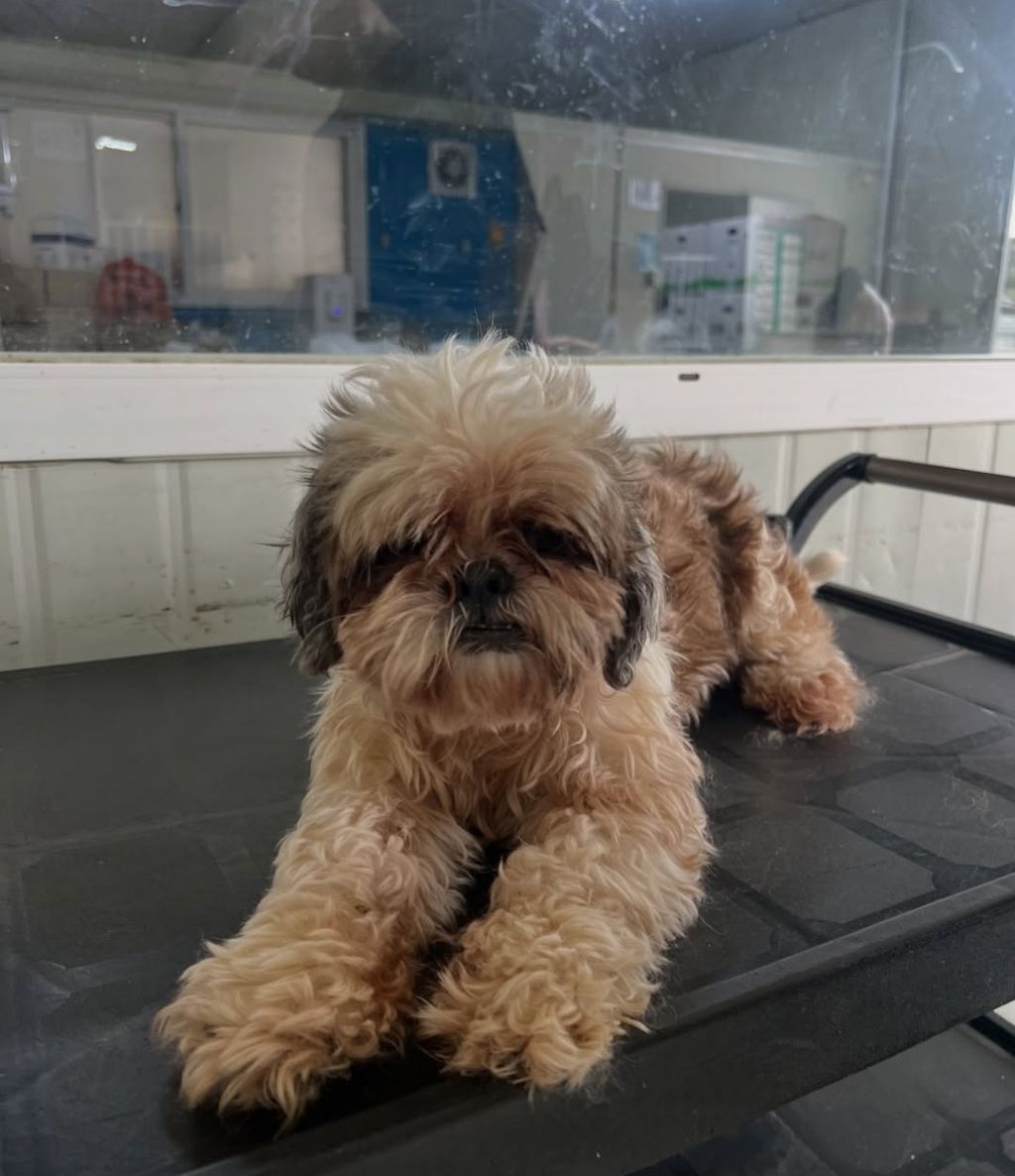절벽에 버려진 시츄5마리 | 인스티즈