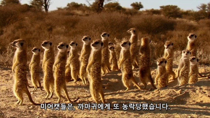 까마귀의 지능에 대한 고찰.jpg | 인스티즈