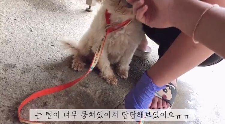 포인핸드 유기견 입양❤ 입양 전후 변화 좀 보세요.jpg | 인스티즈