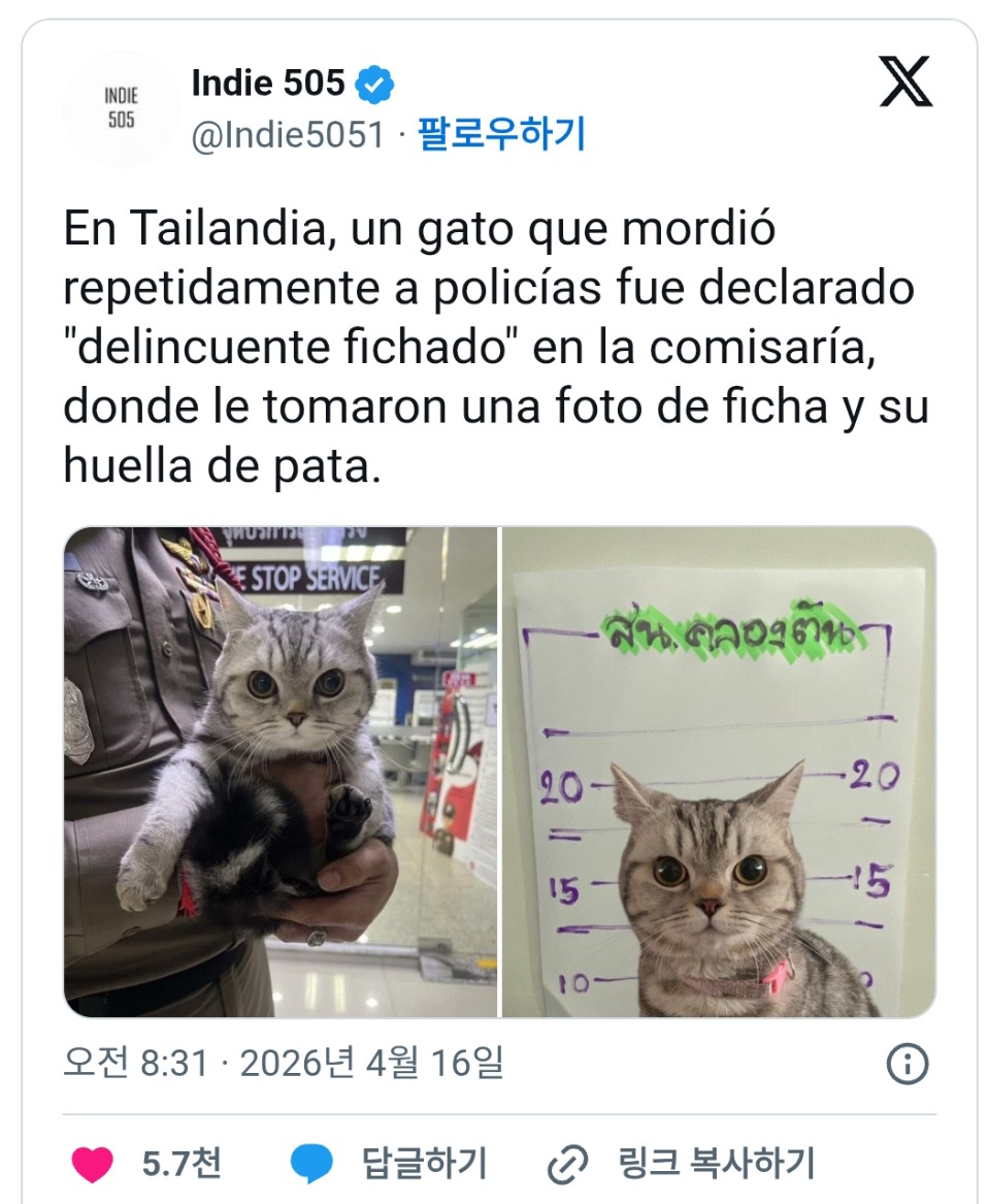 태국에서 공식 범죄자로 등록된 고양이 | 인스티즈