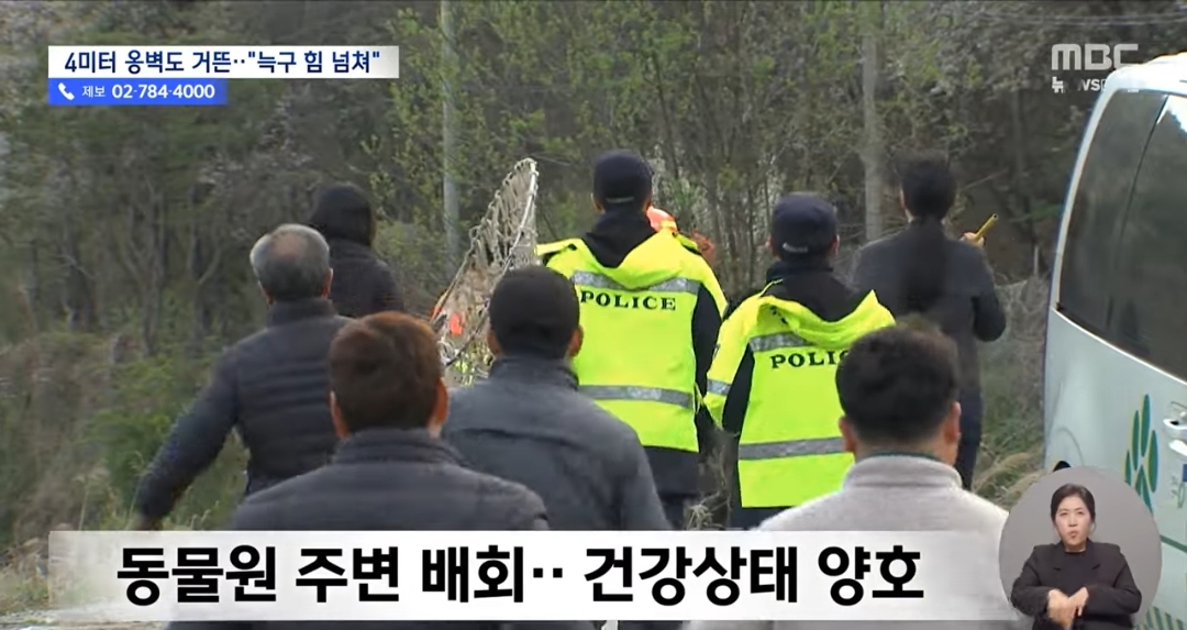 동물 사체로 배를 채우는걸로 추정되는 늑구 현 상황 | 인스티즈