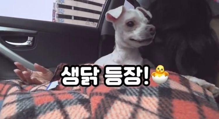 포인핸드 유기견 입양❤ 입양 전후 변화 좀 보세요.jpg | 인스티즈