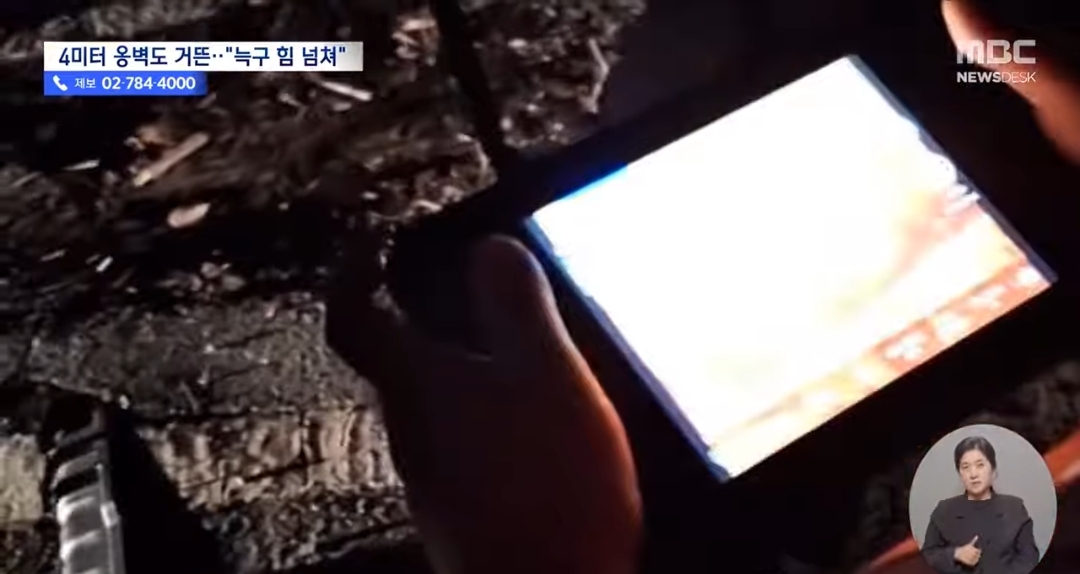 동물 사체로 배를 채우는걸로 추정되는 늑구 현 상황 | 인스티즈