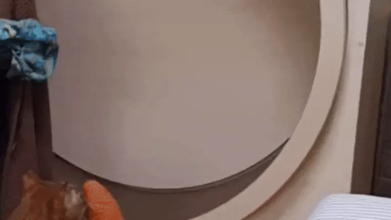 어느 고양이의 하찮은 취미.gif | 인스티즈
