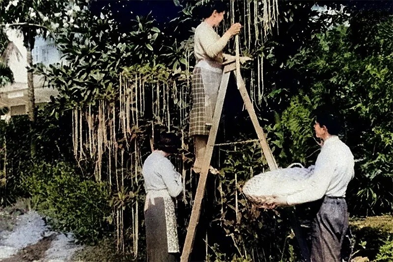 세계에서 가장 유명한 만우절 거짓말 "스파게티 나무" | 인스티즈