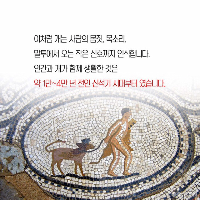 강아지들은 왜 고개를 갸웃거릴까? | 인스티즈