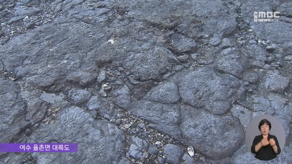 여수 무인도에서 공룡뼈가 무더기로 발견됨.jpg | 인스티즈