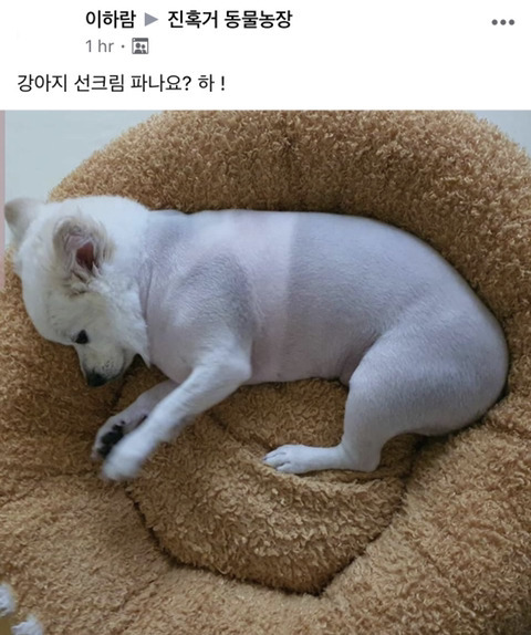 강아지 선크림 팔아요?? | 인스티즈