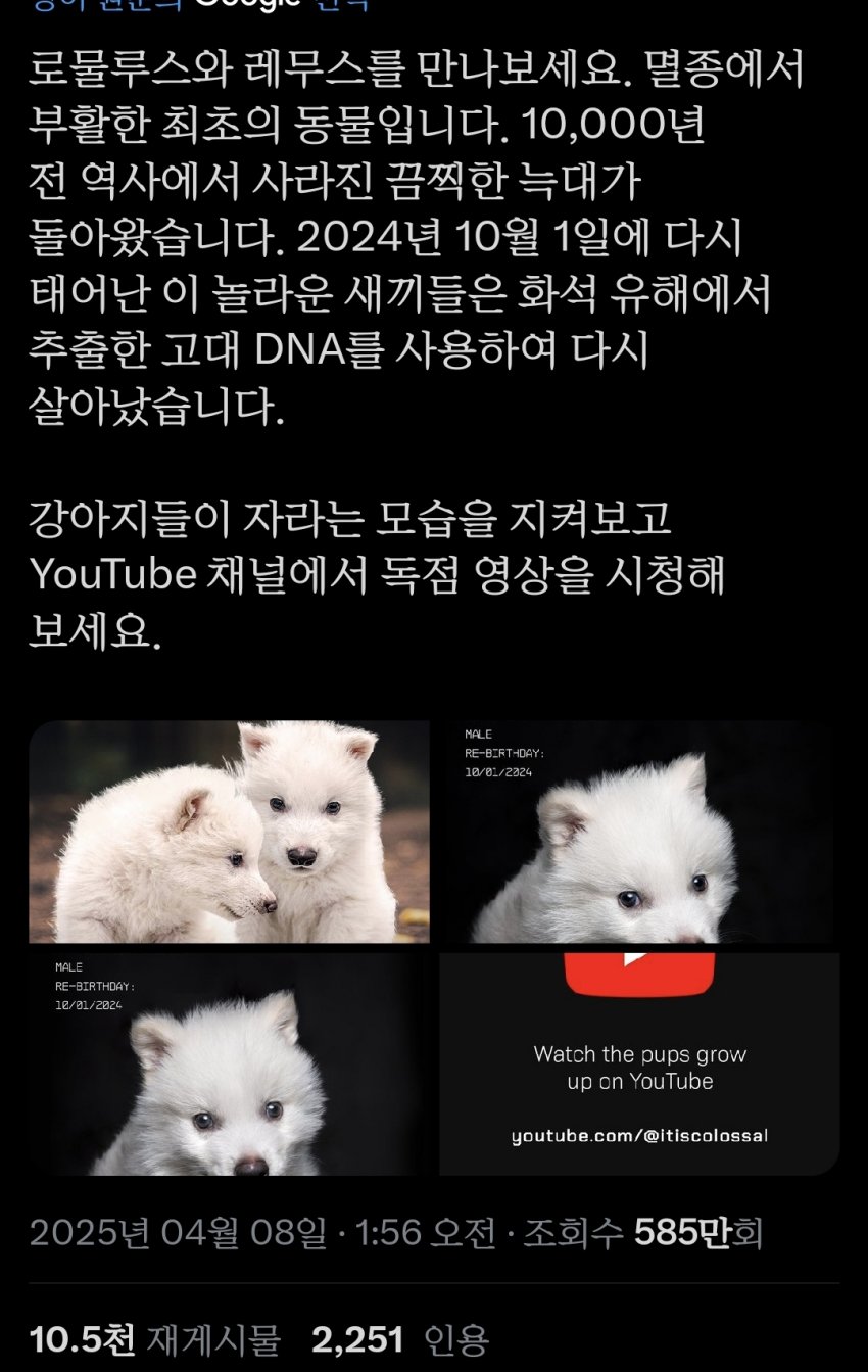 다이어울프 피가 섞인 교잡종 출생 | 인스티즈