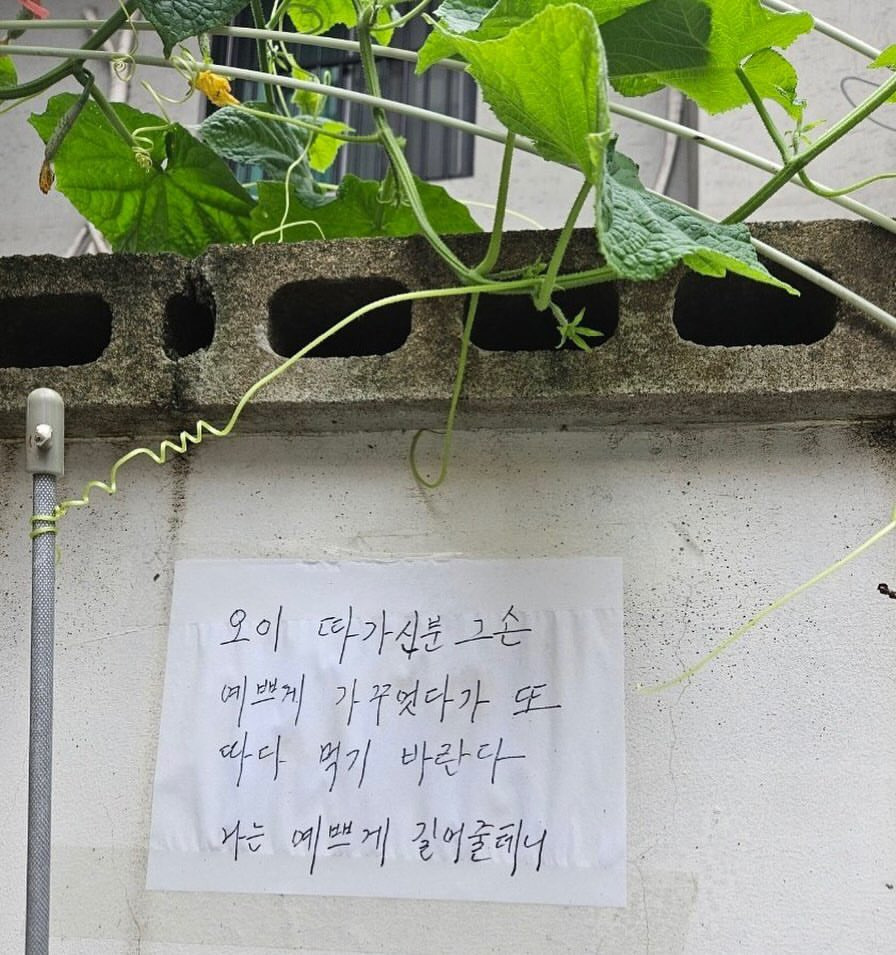 오이도둑에게 남긴 어느 할머니의 글 | 인스티즈