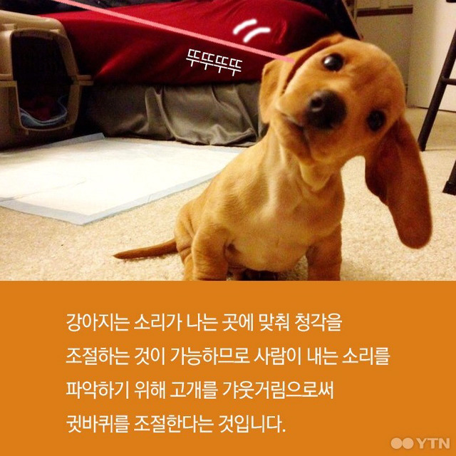 강아지들은 왜 고개를 갸웃거릴까? | 인스티즈
