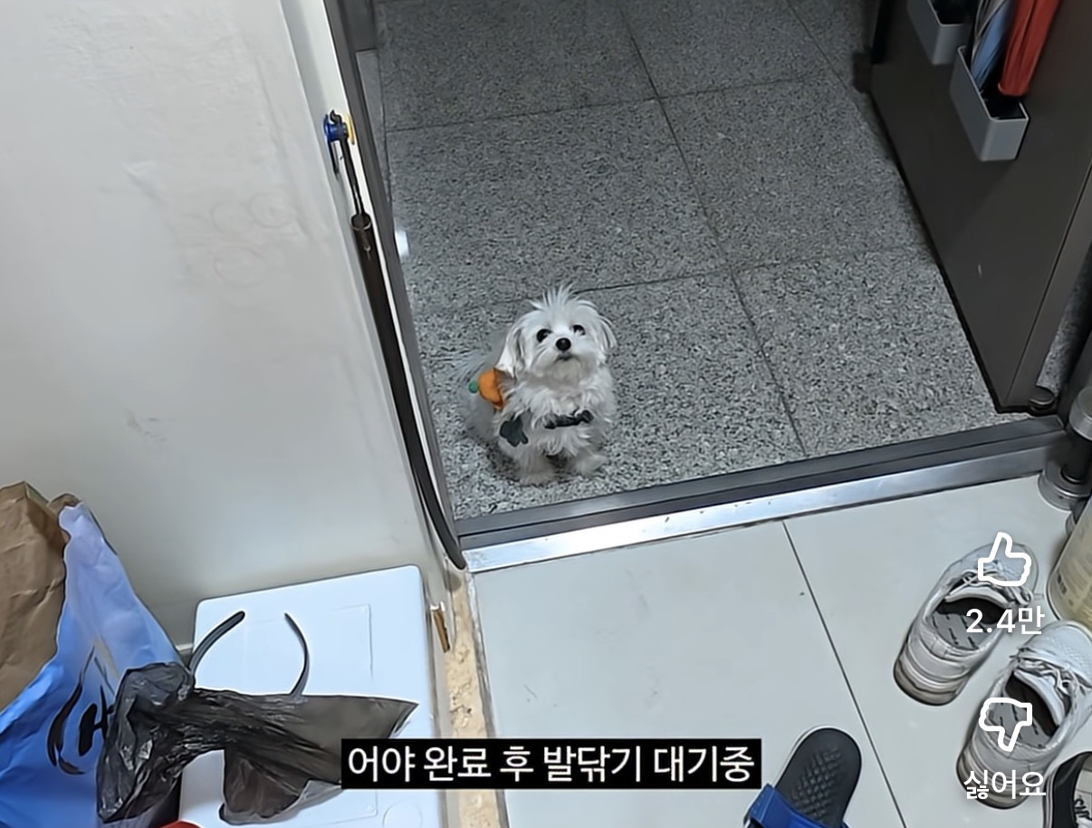 발 닦기전에 절대 안들어오는 강아지 | 인스티즈