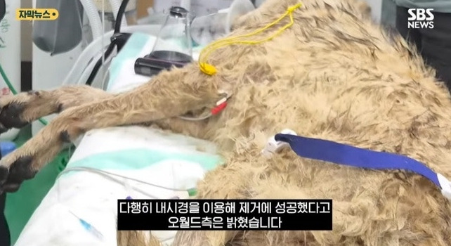 늑구가 9일동안 버틸 수 있었던 이유 | 인스티즈