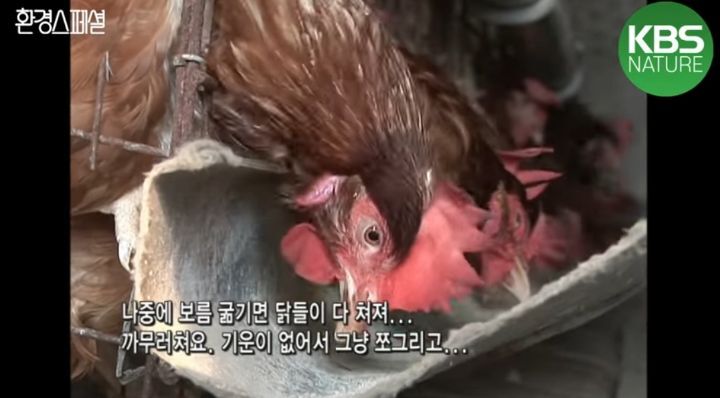 닭을 보름동안 굶기면 얻을 수 있는 것 | 인스티즈