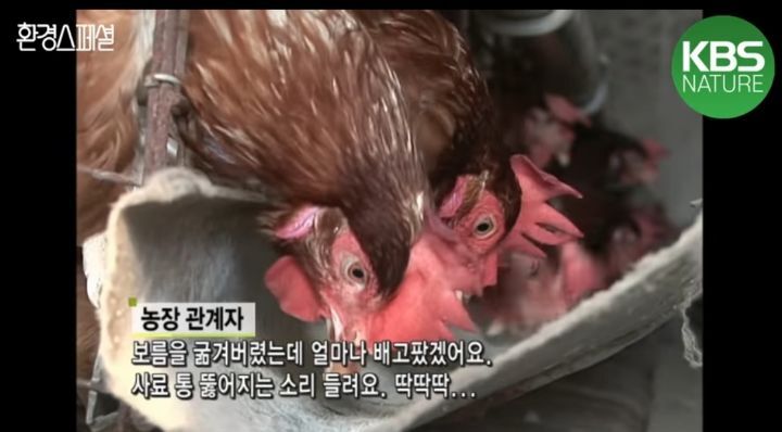 닭을 보름동안 굶기면 얻을 수 있는 것 | 인스티즈