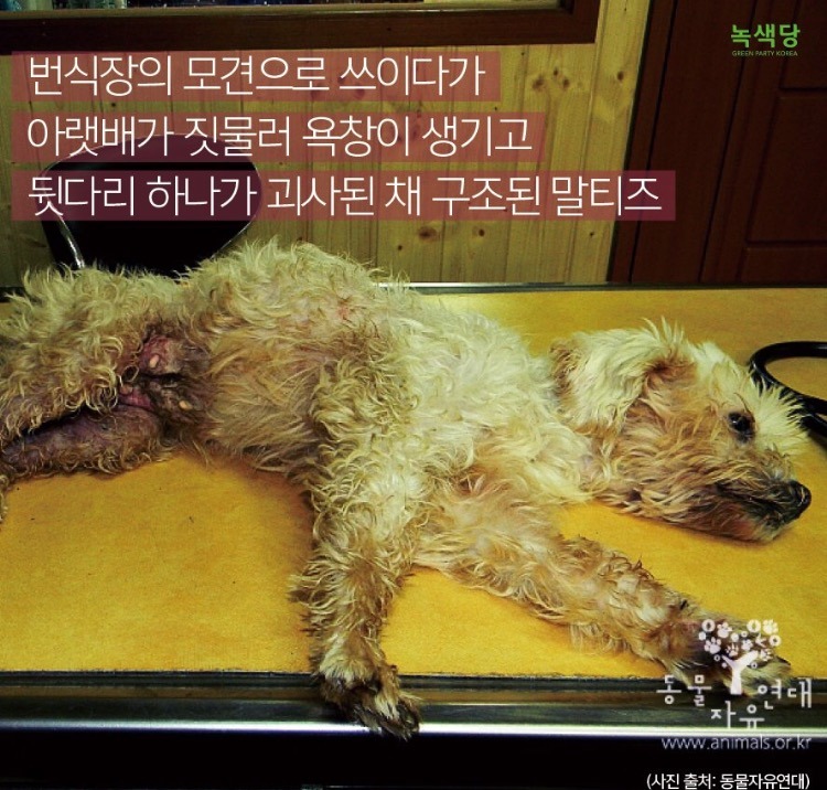 동물 학대하는 공장의 현실.jpg (불쌍함 주의) | 인스티즈