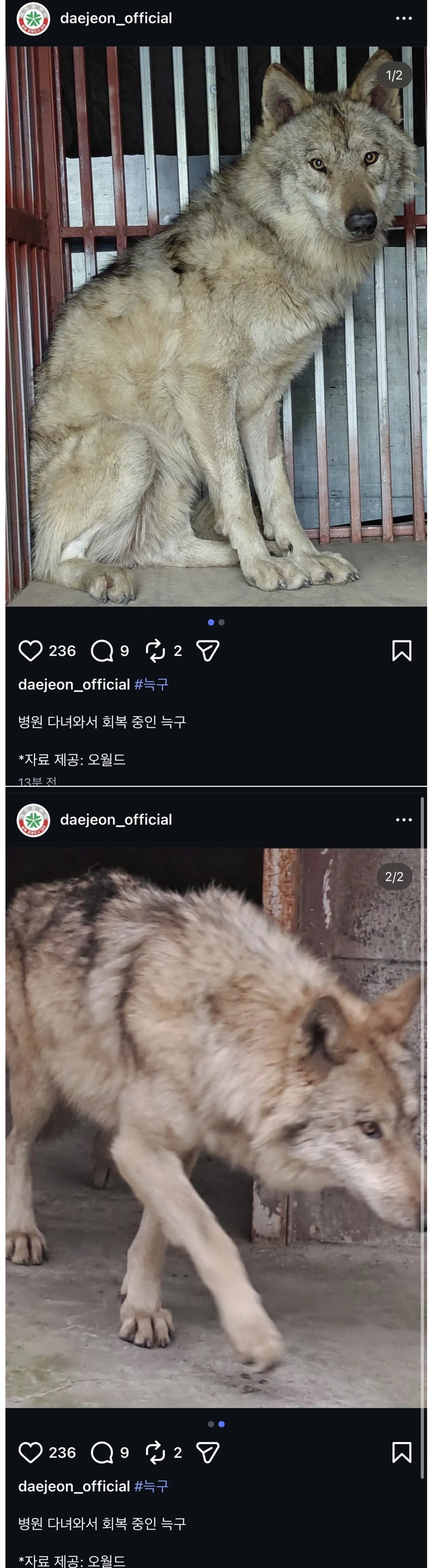 병원 다녀온 늑구 최신 근황 | 인스티즈