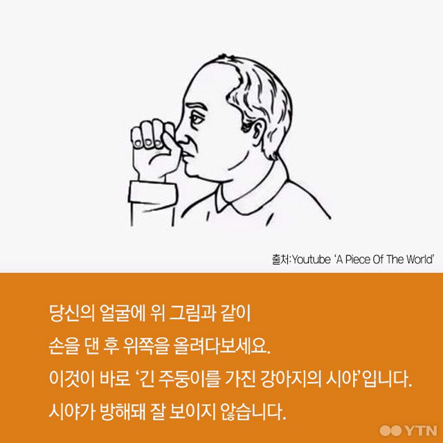 강아지들은 왜 고개를 갸웃거릴까? | 인스티즈