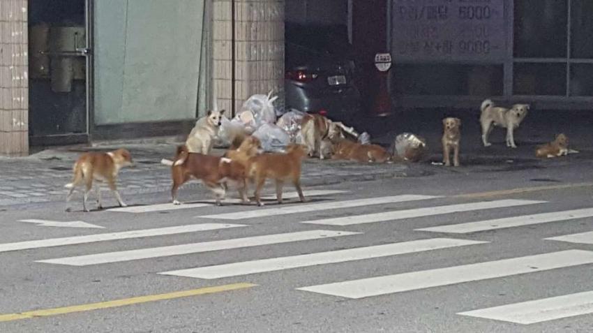 개 무서워 하는 사람들 공포의 순간 | 인스티즈