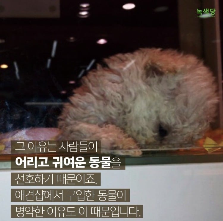 동물 학대하는 공장의 현실.jpg (불쌍함 주의) | 인스티즈