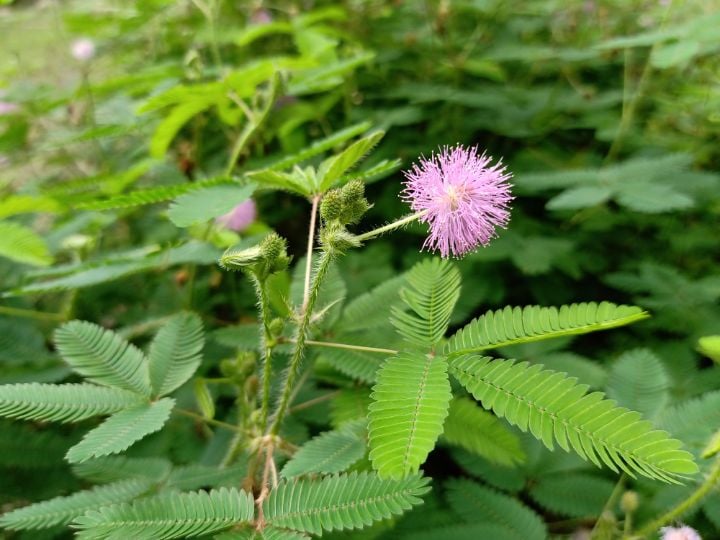 아마 본 적이 없을 특이한 식물 30종 | 인스티즈
