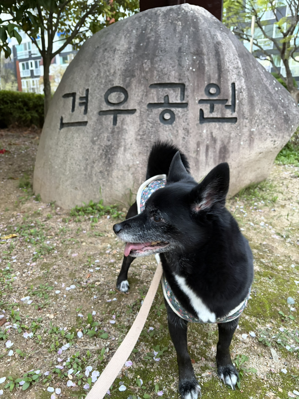 부산오리들아 내가 강아지를 잃어버렸어 한번만 도와줘 | 인스티즈