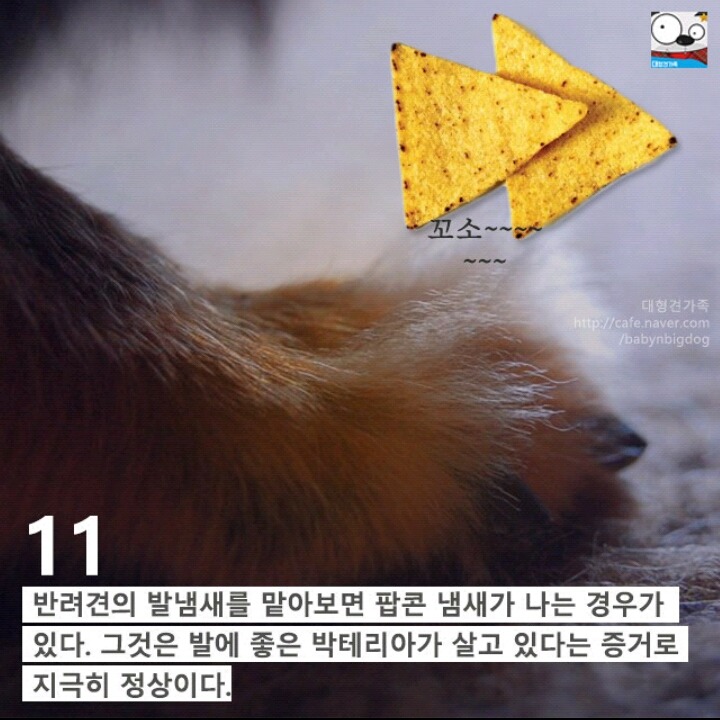 강아지의 발에 숨어있는 11가지 비밀 | 인스티즈