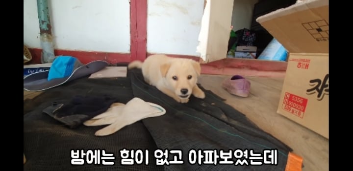 흉가에서 강아지 구조 | 인스티즈