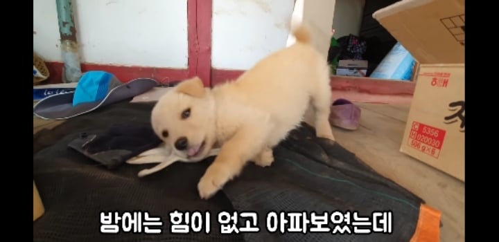 흉가에서 강아지 구조 | 인스티즈