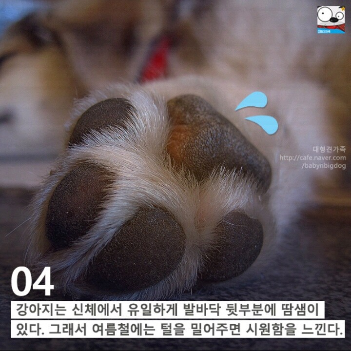강아지의 발에 숨어있는 11가지 비밀 | 인스티즈