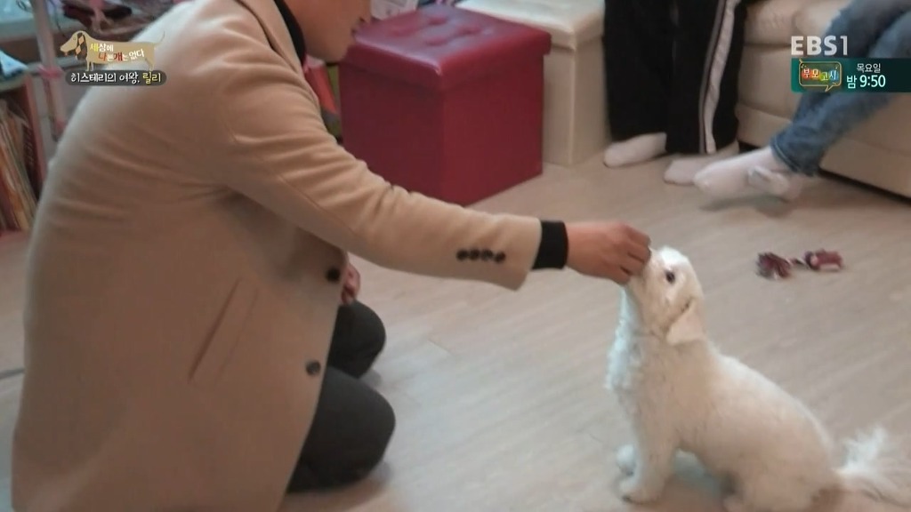 [세상에나쁜개는없다] 가족들에게 짖고 무는 강아지 릴리햏 | 인스티즈