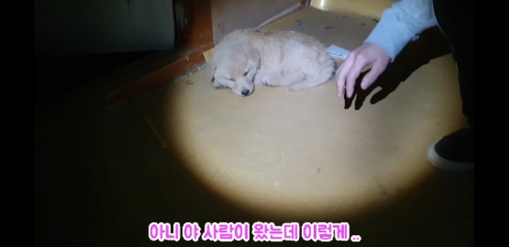 흉가에서 강아지 구조 | 인스티즈