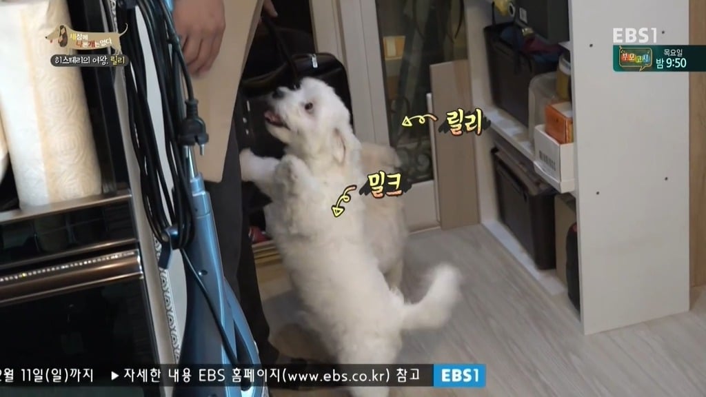 [세상에나쁜개는없다] 가족들에게 짖고 무는 강아지 릴리햏 | 인스티즈