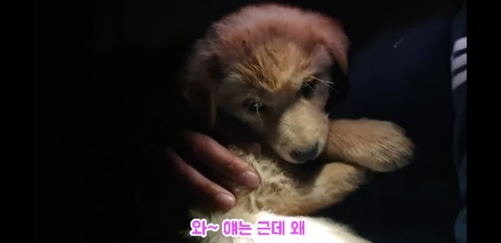 흉가에서 강아지 구조 | 인스티즈
