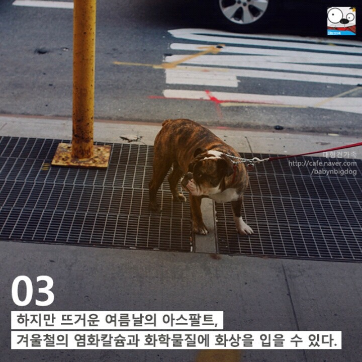 강아지의 발에 숨어있는 11가지 비밀 | 인스티즈