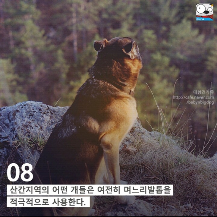 강아지의 발에 숨어있는 11가지 비밀 | 인스티즈