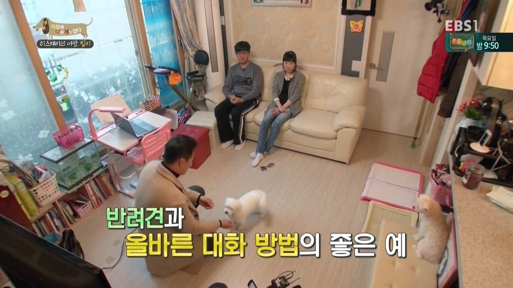 [세상에나쁜개는없다] 가족들에게 짖고 무는 강아지 릴리햏 | 인스티즈