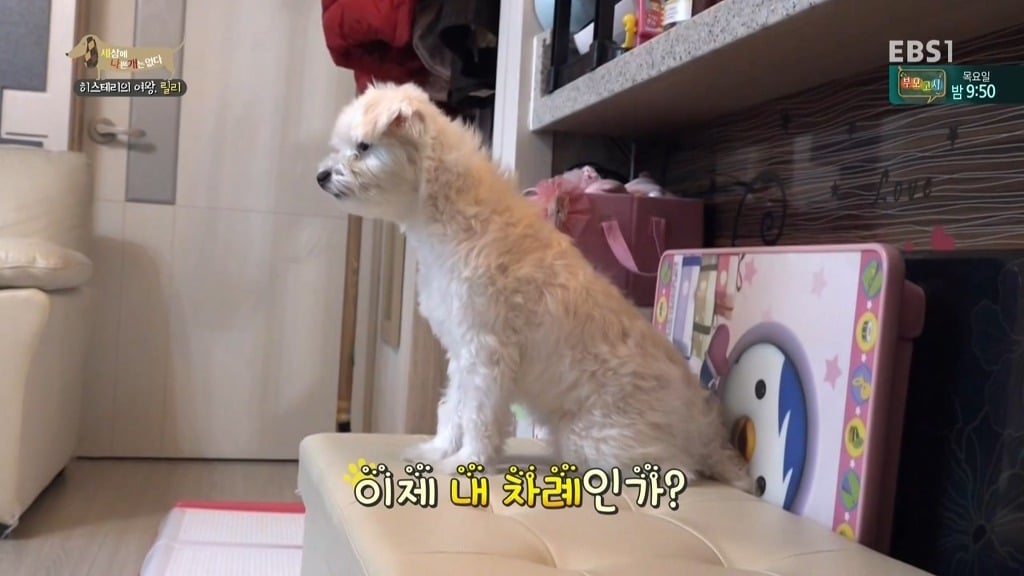 [세상에나쁜개는없다] 가족들에게 짖고 무는 강아지 릴리햏 | 인스티즈