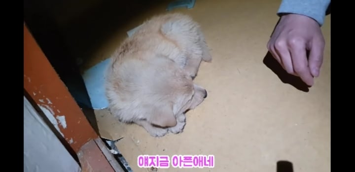 흉가에서 강아지 구조 | 인스티즈