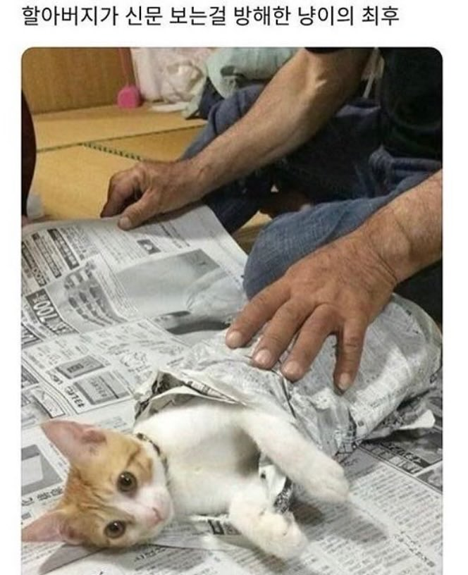 할아버지가 신문 보는걸 방해한 냥이의 최후 | 인스티즈