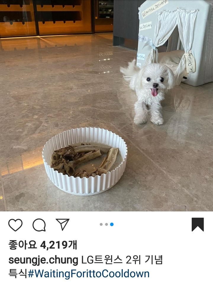 수학 1타강사 정승제 선생님 반려견 코델리아 | 인스티즈