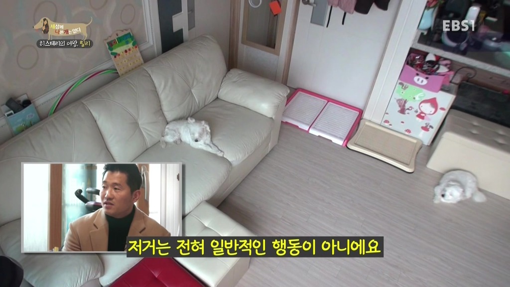 [세상에나쁜개는없다] 가족들에게 짖고 무는 강아지 릴리햏 | 인스티즈