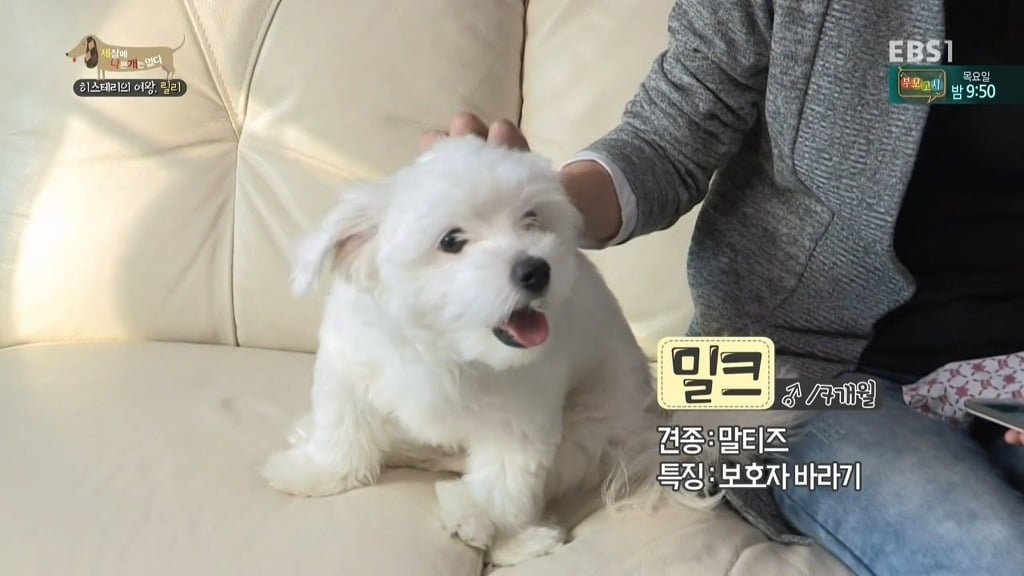 [세상에나쁜개는없다] 가족들에게 짖고 무는 강아지 릴리햏 | 인스티즈